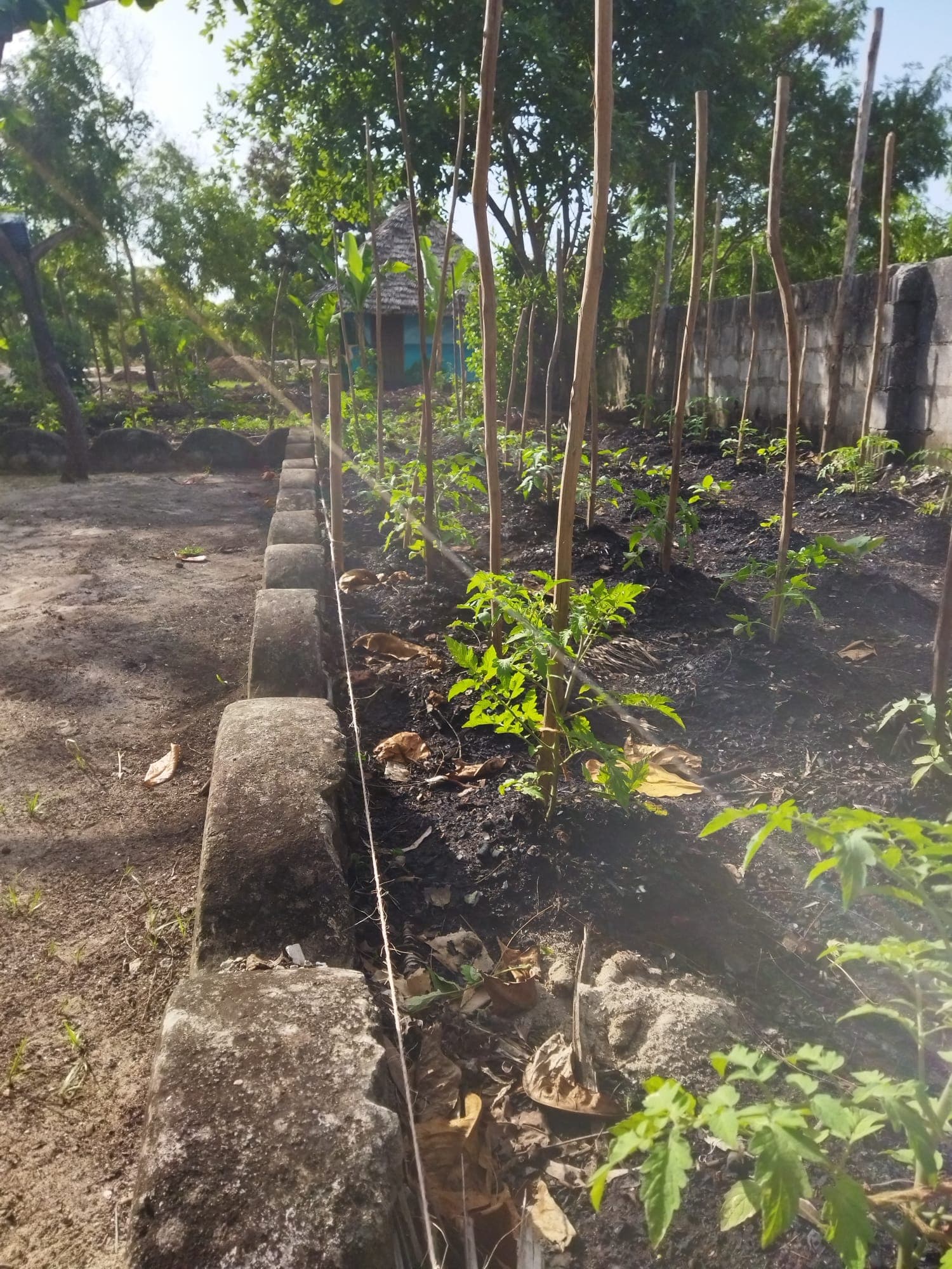 Rows of tomato and chilli seedlings growing in a garden on Zanzibar, a thatched house beyond